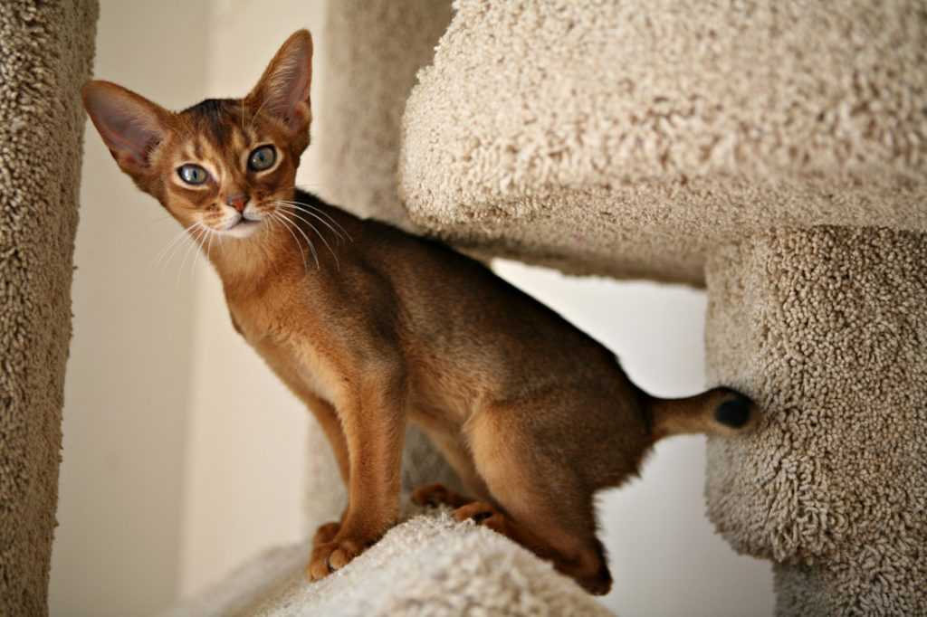 Породы кошек без хвоста: фото и описание