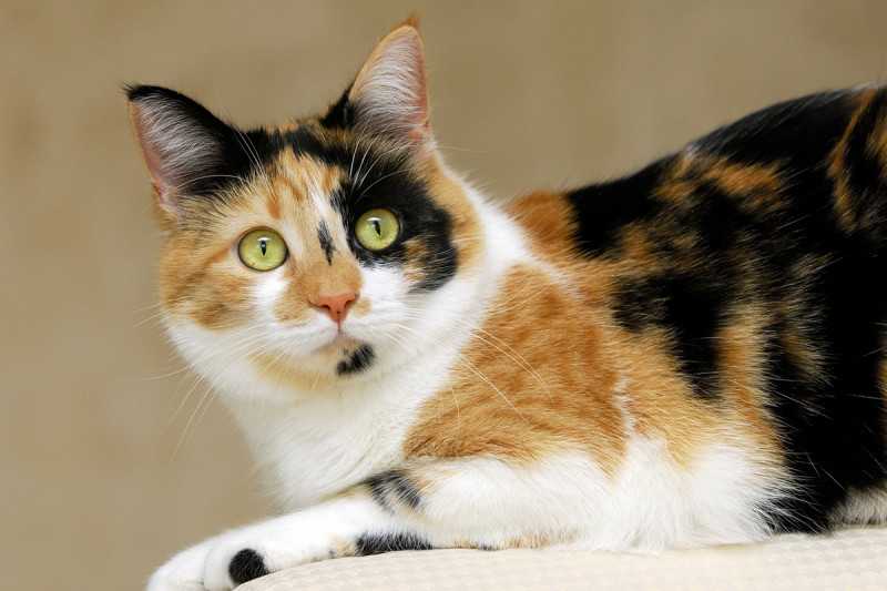 Трехцветные кошки: почему они приносят счастье, бывают ли трехцветные коты, генетические особенности окраса