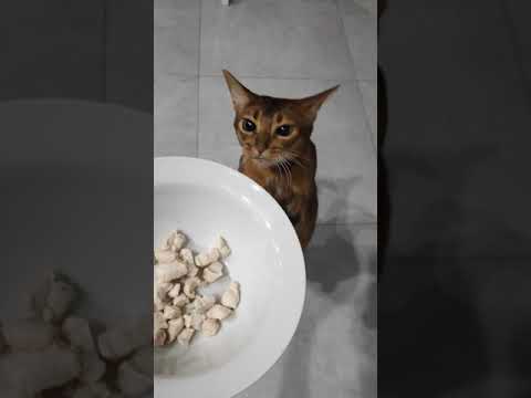 Чем кормить сиамского котенка: натуральное меню или промышленные корма в 1, 2, 3, 4 или 6 месяцев, список запрещенных продуктов
