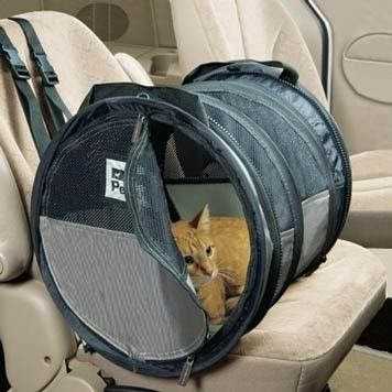 Поездка с кошкой в автомобиле: основные правила