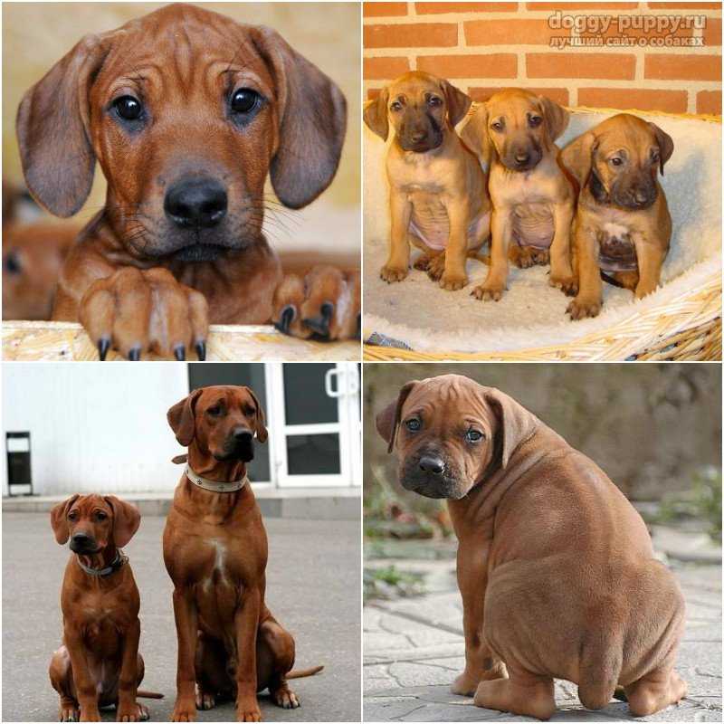 Родезийский риджбек: фото собак и их щенков, характеристика стандарта породы, риджбек на охоте