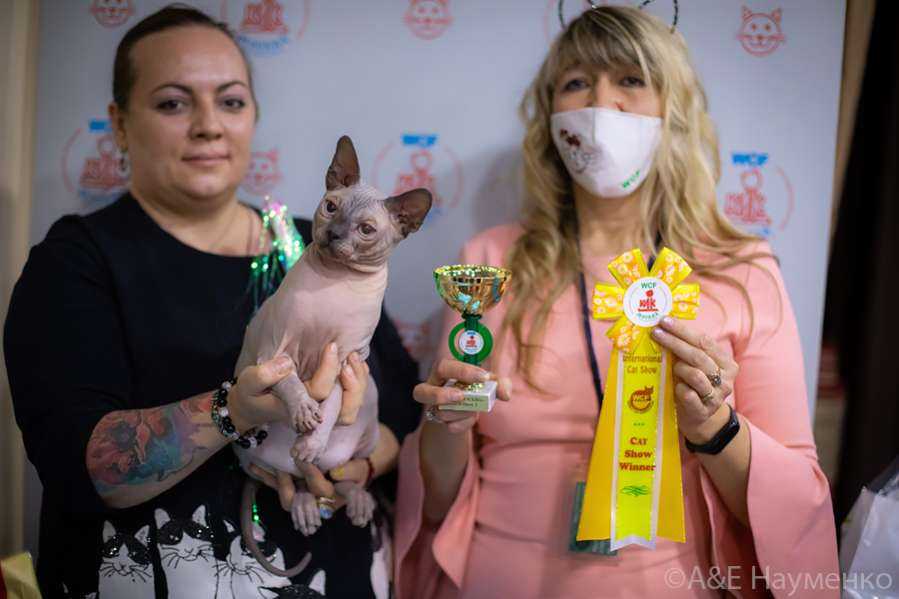 Выставка кошек клк 'москва' 19-20 сентября 2021, фотографии монопородных шоу