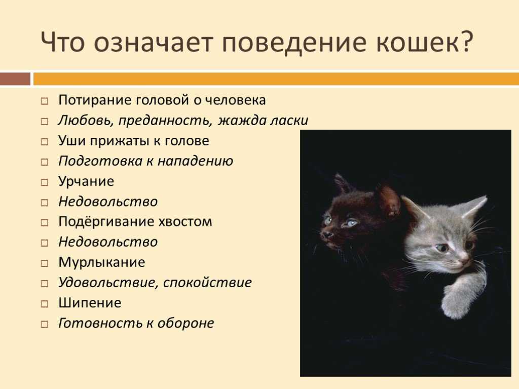 Поведение кошек: секреты и методы воспитания