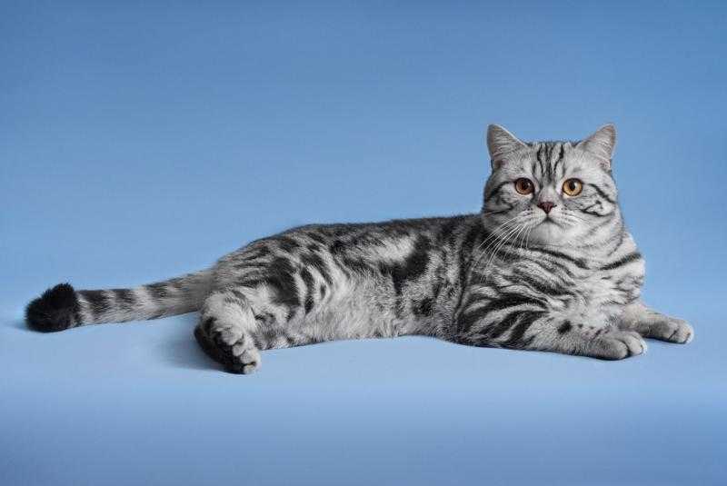 Шотландская вислоухая кошка (100 фото): повадки и характер кота, выбор котенка и рекомендации по содержанию