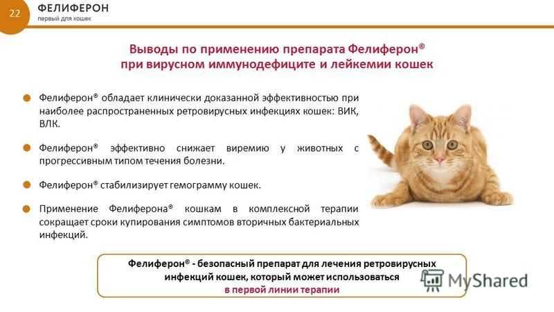 Вакцина против лейкемии кошек felv - вакцинация (прививка) от лейкоза кошек в ветклинике зоостатус