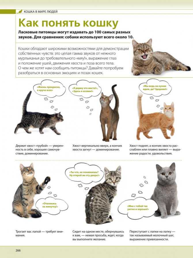 Гиперестезия у кошек симптомы, лечение, что делать?
