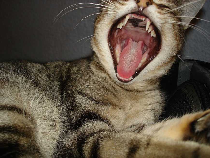 ᐉ сколько раз меняются зубы у кошек? - zoomanji.ru