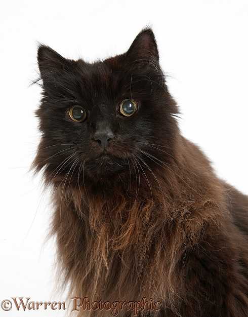 Йоркская шоколадная кошка: фото, описание породы, характер, цены