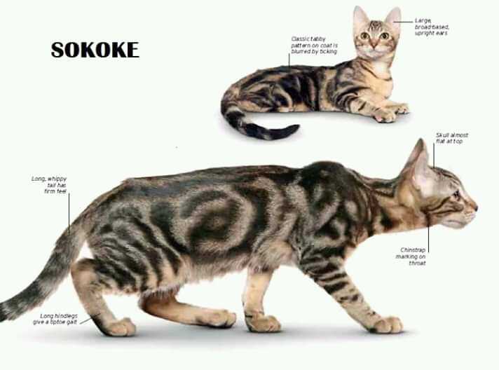 Описание породы кошек сококе (с фото и видео): общая характеристика, правила ухода и кормления, предрасположенность к заболеваниям.
