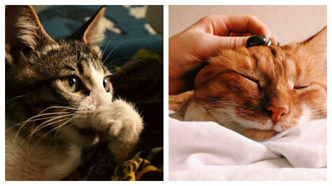 Простуда у кошек: может ли заразиться от человека и заразить его, какие симптомы, признаки и способы лечения в домашних условиях