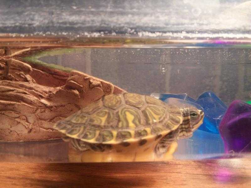 Красноухие черепахи: сколько могут без воды, чем кормить, особенности содержания, обустройство террариума