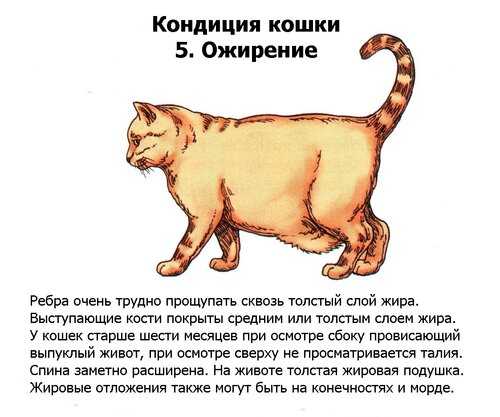 Пукают ли коты: строение внутренних органов, особенности работы желудка, выбор корма и разъяснения ветеринара