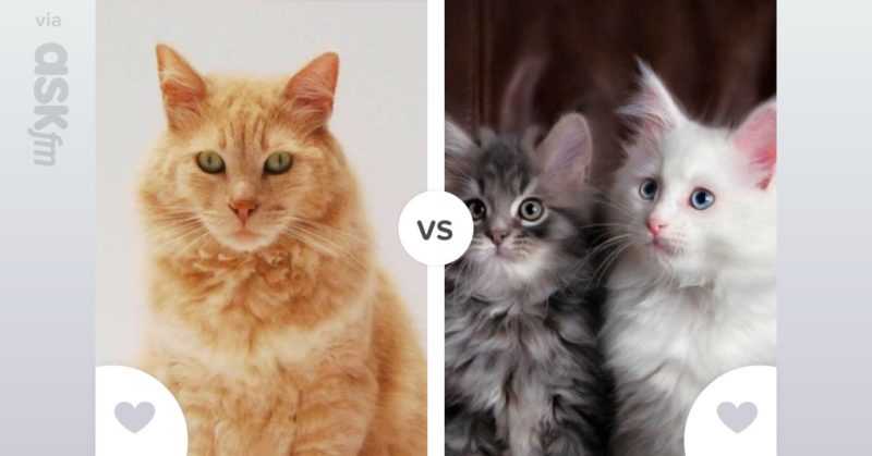 Кого лучше завести кота или кошку если уже есть кот