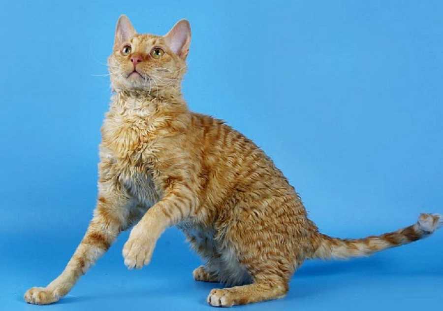 Уральский рекс: описание породы, фото, характер и уход, выбор котенка, отзывы владельцев
