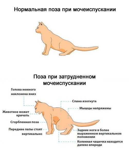 Кормление при мочекаменной болезни у кошек. ветеринарная клиника "зоостатус"