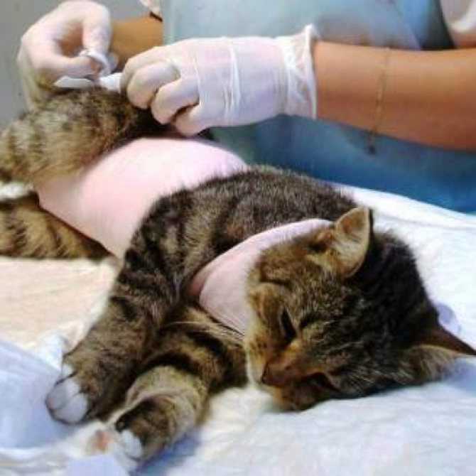 Стерилизация кошек уколом - уколы для кошек вместо стерилизации