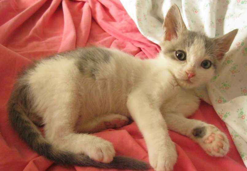 Рахит у котят - 105 фото, определение, симптомы и развитие котенка