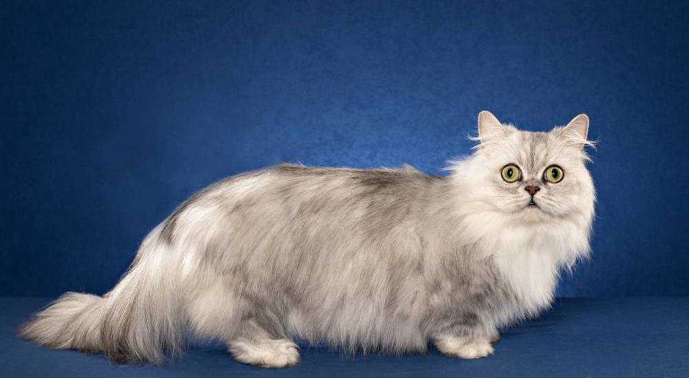 Кошка породы петерболд: 110 фото описания и характер породистых кошек