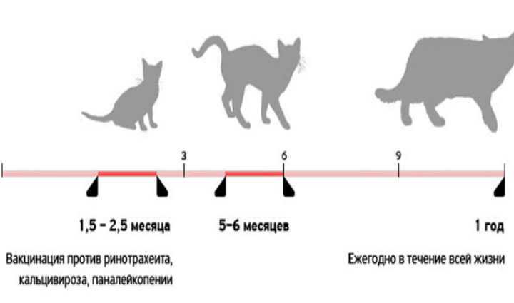 Сколько кошки живут с бешенством