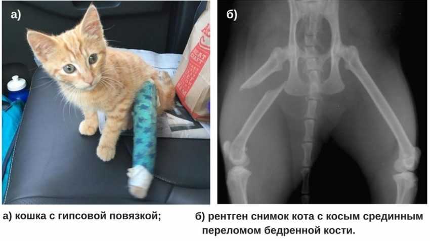 Остеосинтез у кошек: операция, цены, реабилитация