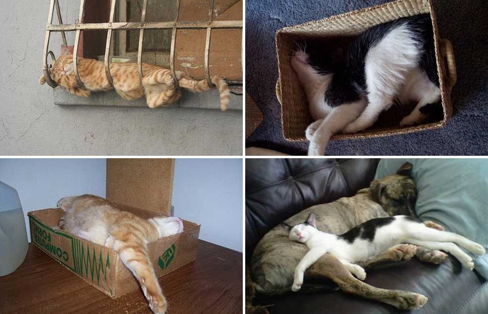 На каких местах в доме спят кошки: 5 критериев выбора, обустройство кошачьего уголка, вред и польза совместного сна