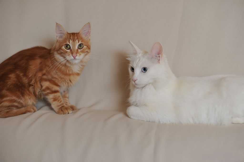 Турецкая ангора (ангорская кошка): фото, цена, описание породы, характер, видео, питомники