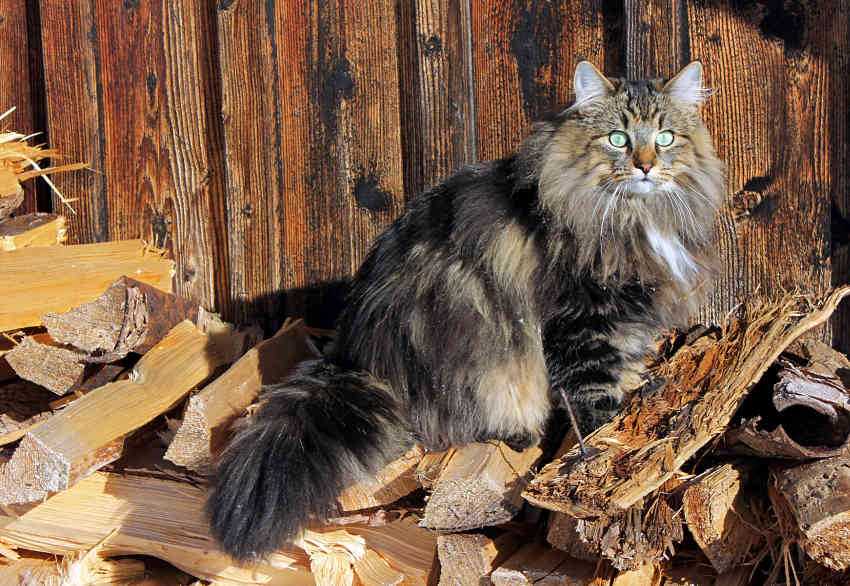 Норвежская лесная кошка: характер, уход, покупка норвежского лесного котенка