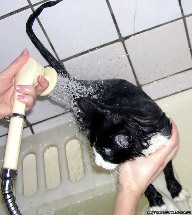 Можно ли мыть кошку после родов и в каких ситуациях этого делать нельзя