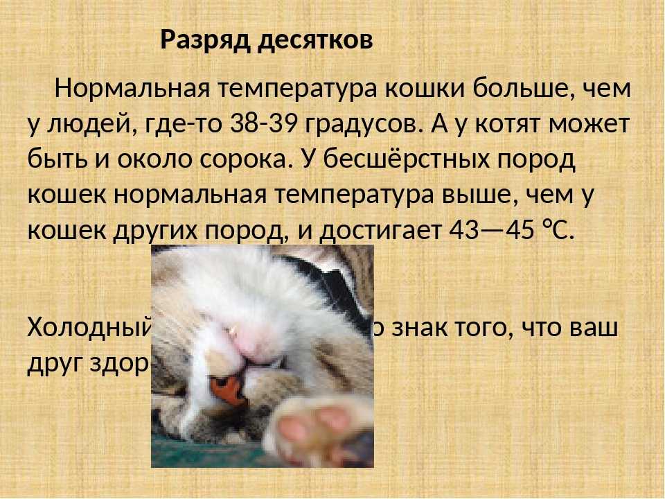 Помощь кошке в жару и при тепловом ударе