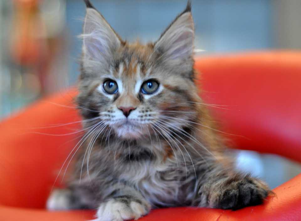 Белый мейн-кун (31 фото): особенности содержания котенка и взрослой кошки с голубыми глазами. вариации окраса