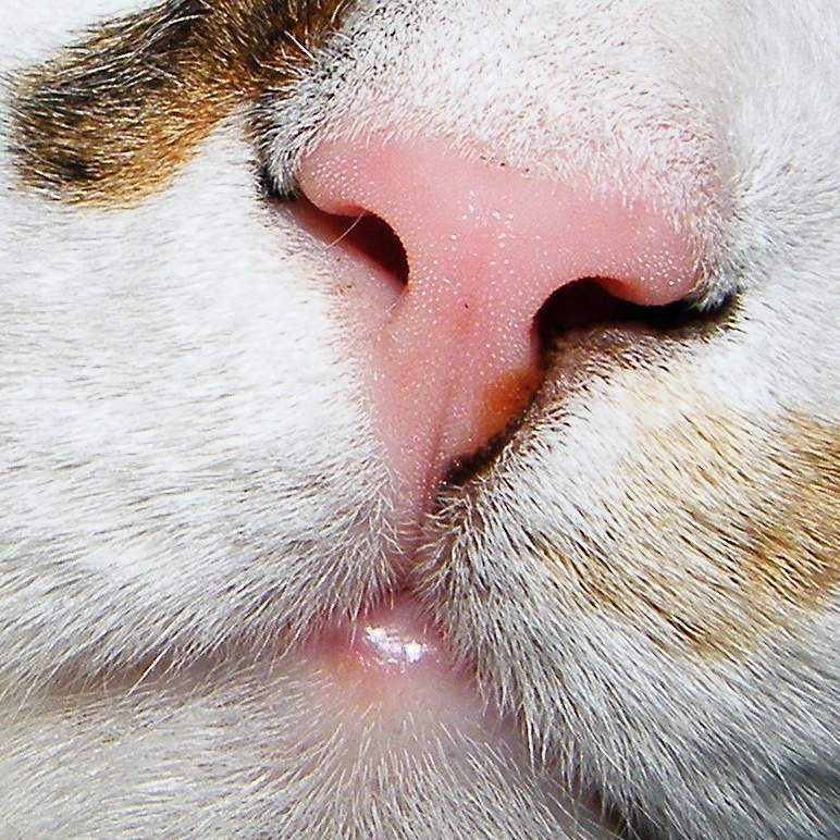 5 причин, почему у кошки холодный и мокрый нос. это проблема?