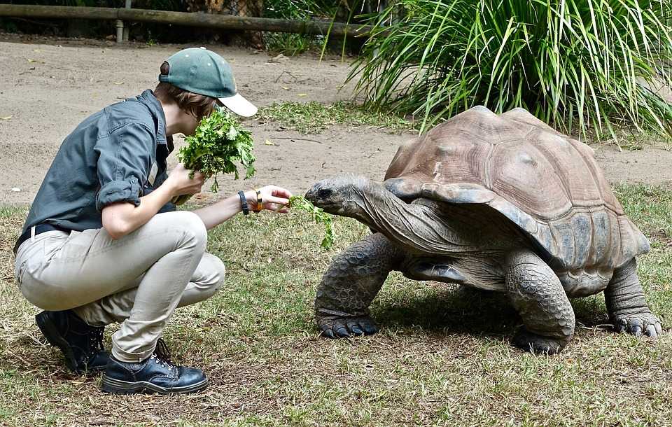 ᐉ самая большая черепаха в мире - топ крупнейших черепах на планете - zoopalitra-spb.ru