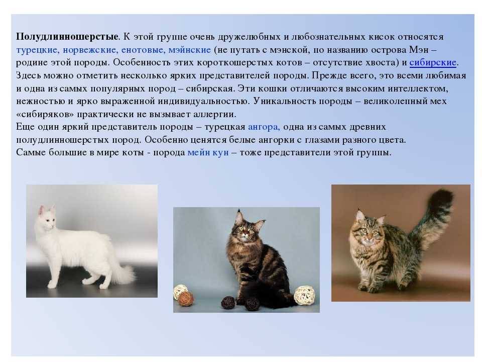 Анатолийская порода  —  эти кошки умны и грациозны!