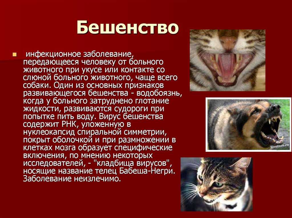 Бешенство у кошек: первые признаки и симптомы, инкубационный период, может ли встречаться бешенство у домашних кошек
