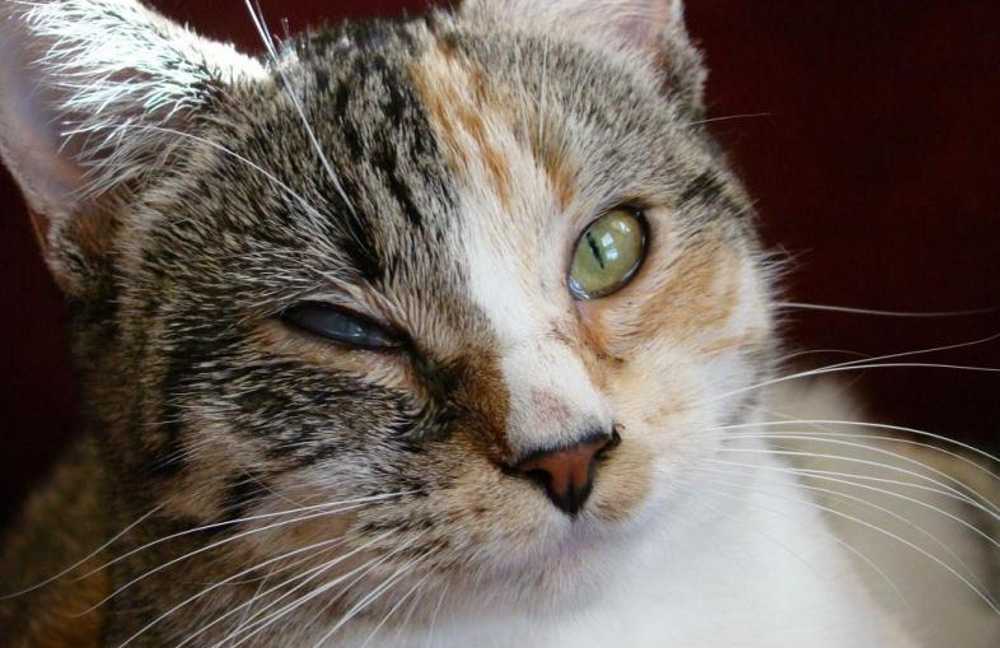 Ринотрахеит у кошки | сеть ветеринарных клиник «ветус»