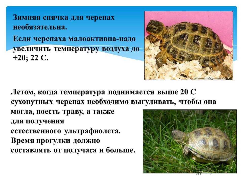 Красноухая пресноводная черепаха: жизнь в природе, а также уход и содержание в домашних условиях