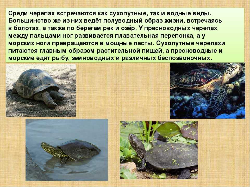 Видовые признаки черепах