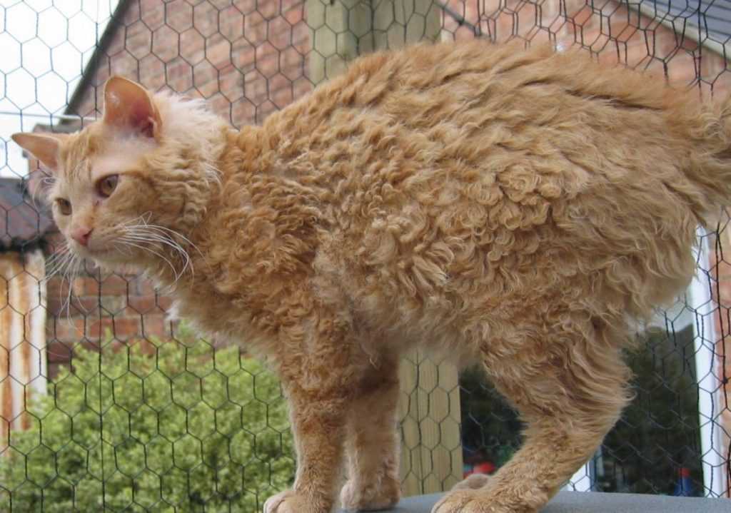 Ла-перм: описание породы, характер кошки, советы по содержанию и уходу, фото лаперм