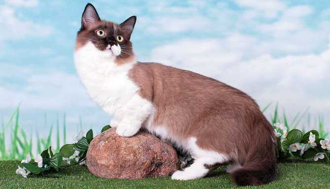 Кошка породы оцикет: характер, внешний вид, повадки, рекомендации по уходу и содержанию