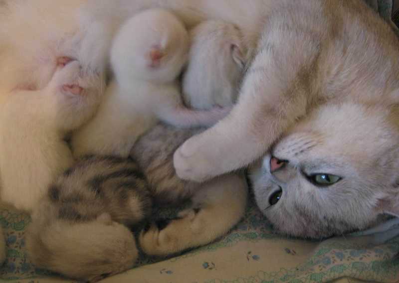 Сколько ходят беременные кошки – сроки вынашивания потомства у разных пород
