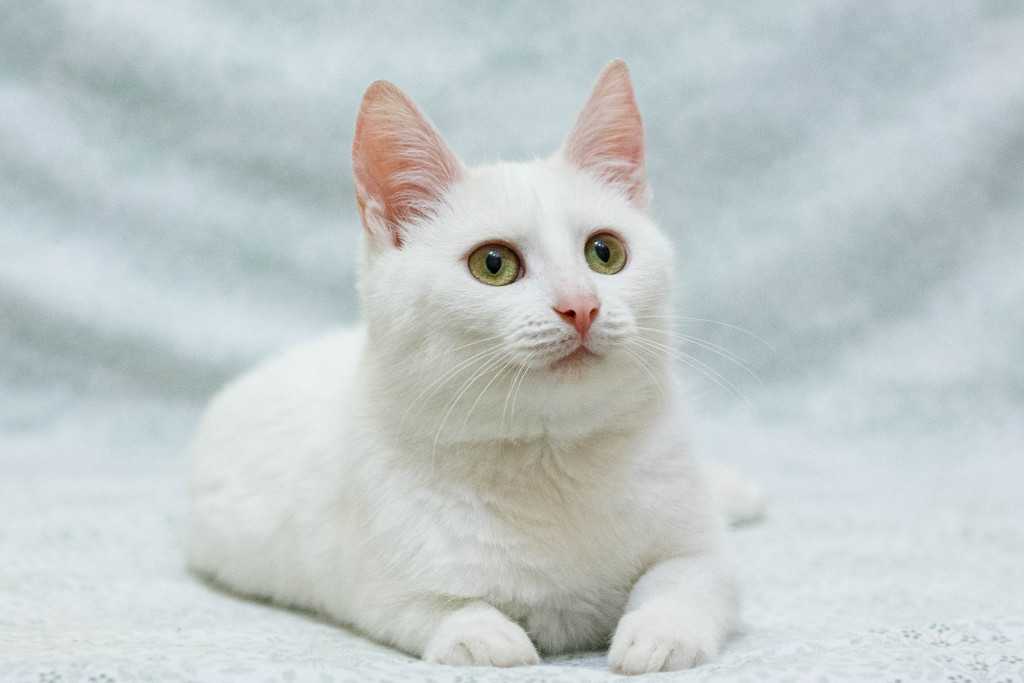 Породы белых кошек: список с фото и названиями | сайт «мурло»