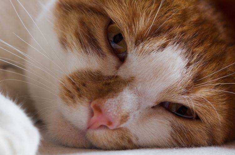 Хронический риносинусит у кошек — диагностика и лечение