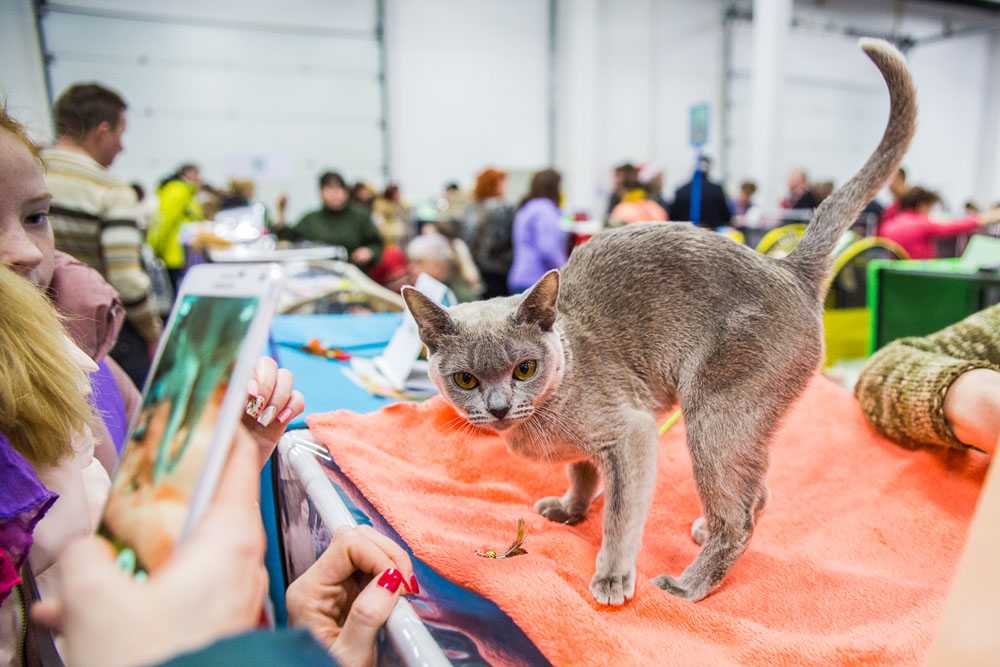 День выставки: регистрация, экспертиза, ринги - выставка кошек - всё о кошках и котах