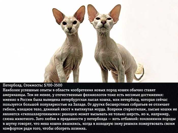 Порода сфинкс петерболд: описание и характер петербургских котов