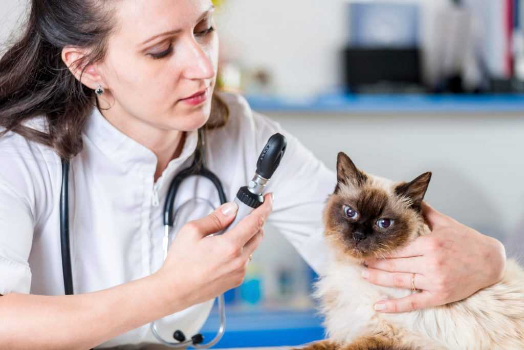Понос у кошки: причины, виды, лечение | нвп «астрафарм»
