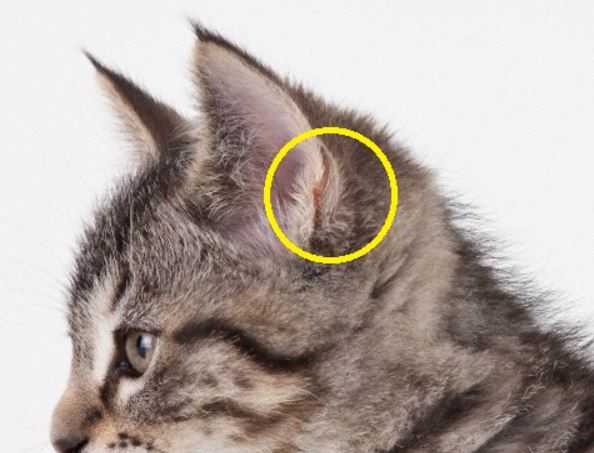 8 пород кошек с «неправильными» ушками | блог ветклиники "беланта"