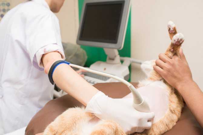 Эндометрит у собак и кошек: симптомы и лечение препаратами nita-farm