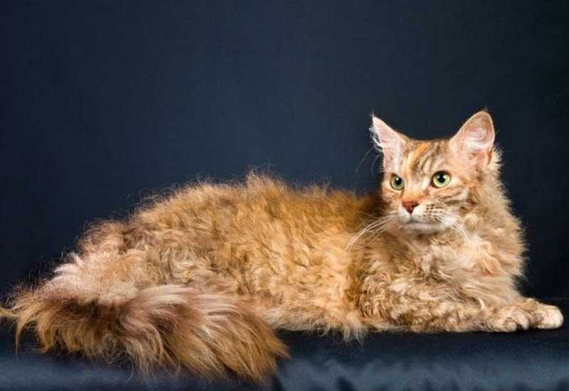 Лаперм (35 фото): описание кошек породы лаперм, содержание кудрявого котенка