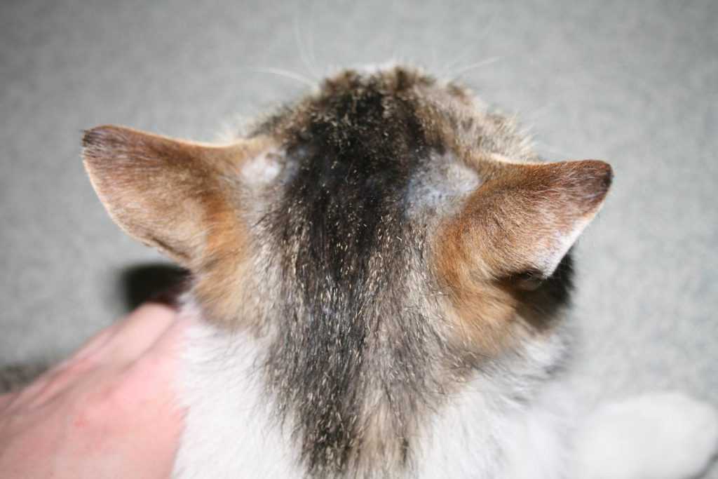 Понос у кошки: причины, виды, лечение