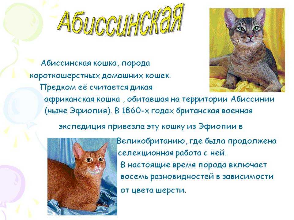 Абиссинские кошки голубого окраса (14 фото): особенности окраса котов-абиссинцев, содержание котят